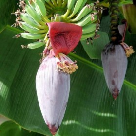 Krepp banán, Musa ochracea, fagyérzékeny, gyümölcs